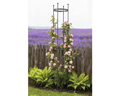 Kovová opora pro popínavé rostliny s růžemi na zahradě