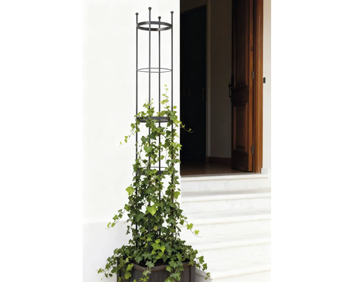 Květináč s podpěrou pro popínavé rostliny a břečťanem před vchodem do domu