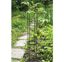 Rostlina rajčete s podpěrou v zahradním záhonu