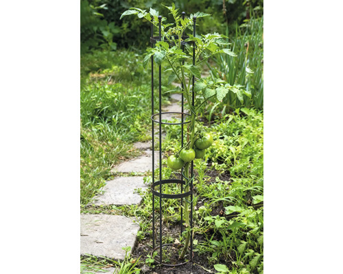 Rostlina rajčete s podpěrou v zahradním záhonu