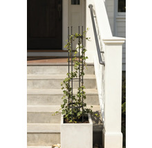 Květináč s mřížovou konstrukcí a břečťanem na schodišti před domem.