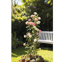 Kovová lezecká podpěra s růžemi a sukulenty na zahradě