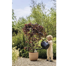 Dítě zalévá javor v květináči na zahradě