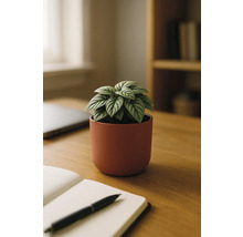 Stolní dekorace s okrasným chřestem v keramickém květináči, zápisníkem a perem