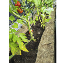 Rajčata a cukety rostou ve vyvýšeném záhonu.