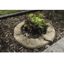 Sázecí kruh z rostlinných vláken se salátem v zahradním záhonu