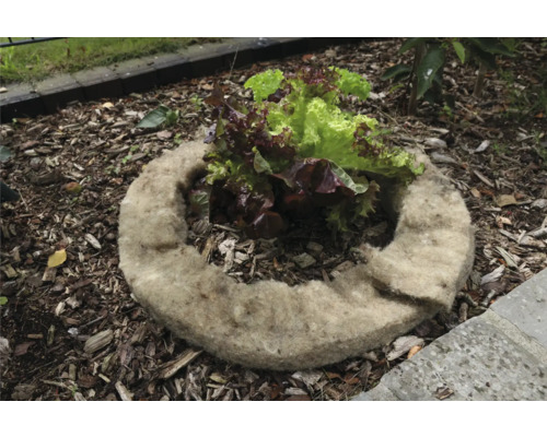 Sázecí kruh z rostlinných vláken se salátem v zahradním záhonu