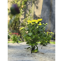 Žluté a červené chryzantémy na protiplevelové textilii na zahradě.