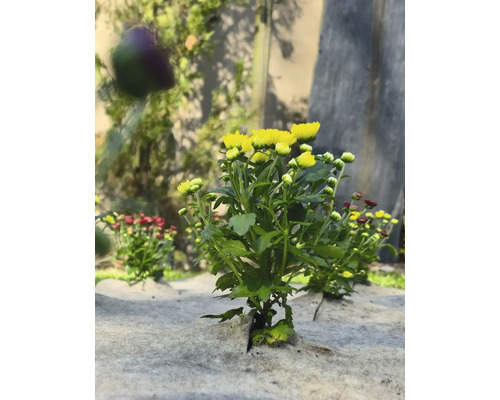 Žluté a červené chryzantémy na protiplevelové textilii na zahradě.