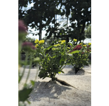 Žlutá rostlina chryzantémy v zahradním záhonu.