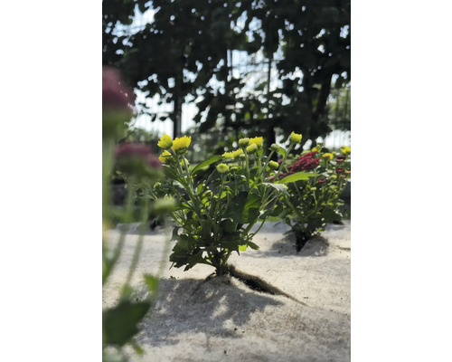 Žlutá rostlina chryzantémy v zahradním záhonu.