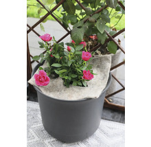 Růže v květináči se zavlažovací podložkou