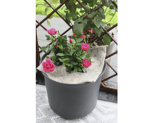 Růže v květináči se zavlažovací podložkou