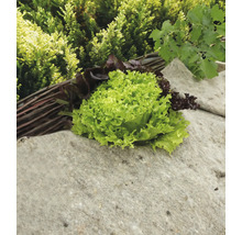 Hlávkový salát a trhaný salát na kamenném podstavci