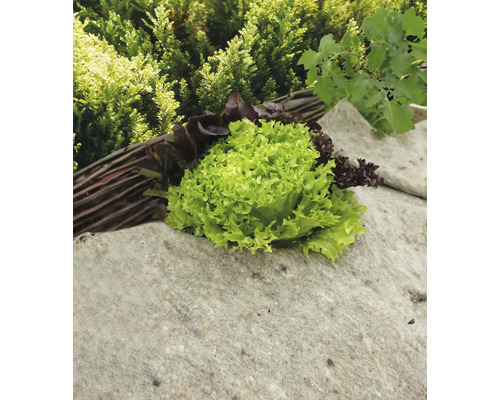 Hlávkový salát a trhaný salát na kamenném podstavci