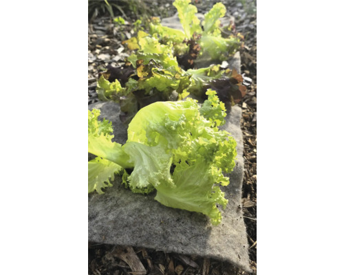 Zelený salát na zahradní textilii na záhoně