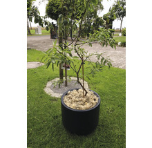 Strom v květináči na trávníku na zahradě