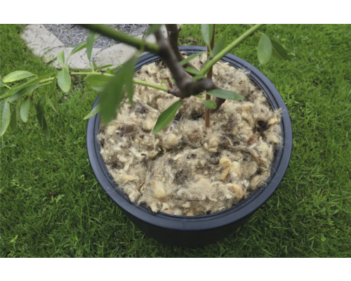 Strom v květináči pokrytý ovčí vlnou