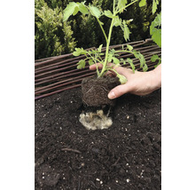 Sázení sazenice rajčete do hlíny s ovčí vlnou