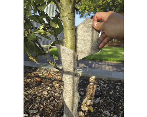 Kmen stromu je chráněn zimní ochranou proti mrazu.