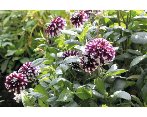 Detailní pohled na skupinu květů jiřin na zahradním záhoně