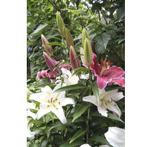 Detailní pohled na květy lilií a poupata na zahradě