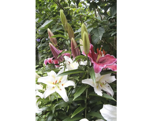 Detailní pohled na květy lilií a poupata na zahradě