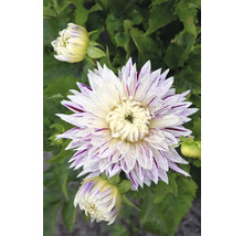 Detailní pohled na jiřinu s pruhovanými okvětními lístky