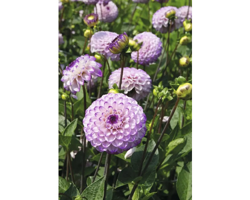 Detail fialových květů jiřin na zahradě