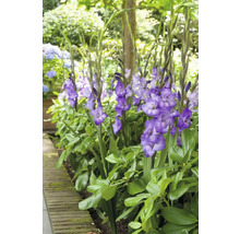 Skupina kvetoucích mečíků na zahradním záhonu