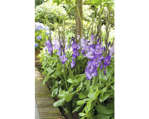 Skupina kvetoucích mečíků na zahradním záhonu