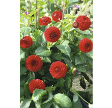 Detailní pohled na červené květy jiřin v zahradě.