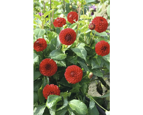 Detailní pohled na červené květy jiřin v zahradě.