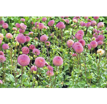 Pole kvetoucích jiřin s květy ve tvaru koule