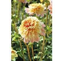 Detail žluto-růžového květu jiřiny na zahradě.