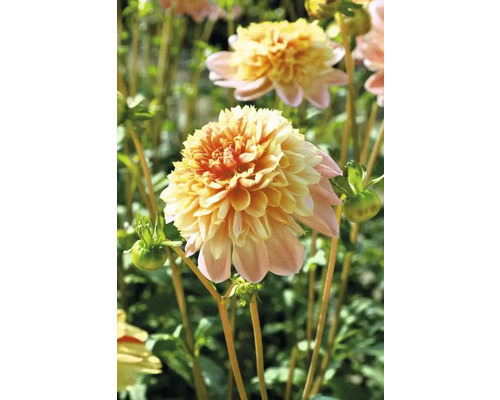 Detail žluto-růžového květu jiřiny na zahradě.