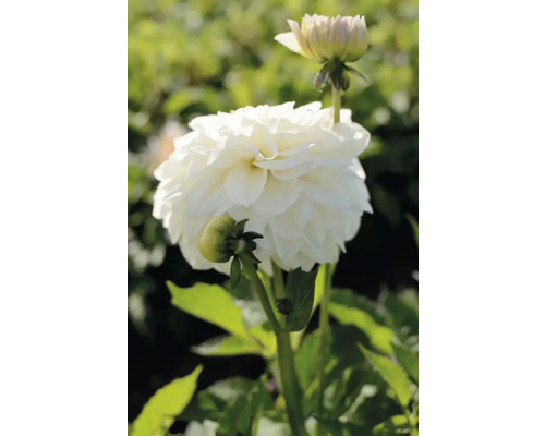 Detail bílé jiřiny na zahradě.