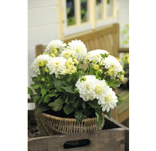 Jiřiny v košíku na dřevěné desce