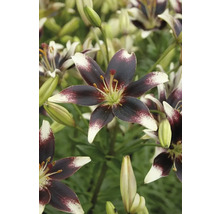 Detail květů lilie s tmavými okvětními lístky a světlými špičkami