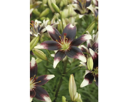 Detail květů lilie s tmavými okvětními lístky a světlými špičkami