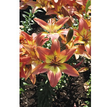 Detailní záběr tygřích lilií v zahradě.