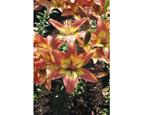 Detailní záběr tygřích lilií v zahradě.