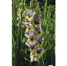 Kvetoucí mečík na zahradě