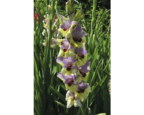 Kvetoucí mečík na zahradě