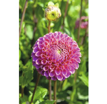 Detailní záběr růžové jiřiny v zahradě.