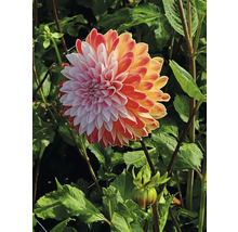 Detailní záběr na jiřinu v zahradě