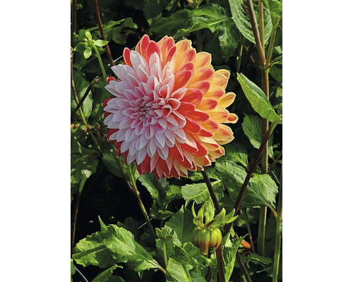 Detailní záběr na jiřinu v zahradě