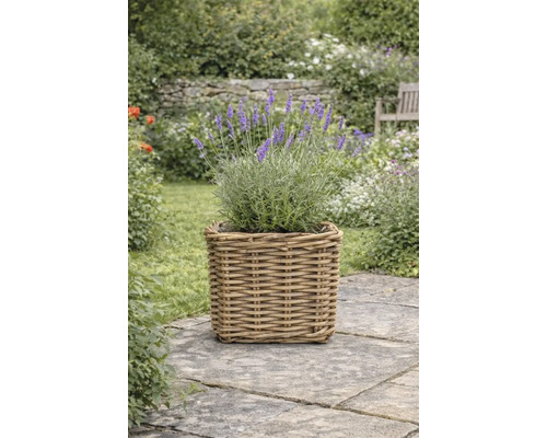 Levandule ve čtvercovém ratanovém květináči na kamenné terase v zahradě.