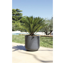 Květináč s okrasnou rostlinou venku