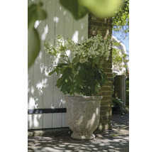 Okrasná rostlina s bílými květy v ozdobném květináči venku.